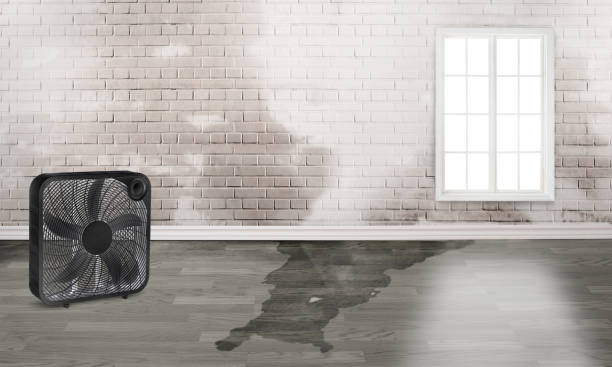 Best Mold removal after water damage  in Cleveland, OH